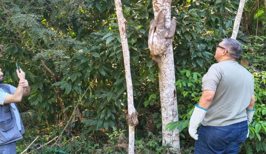 Bicho-preguiça é solto no Parque Chiquinho Veríssimo