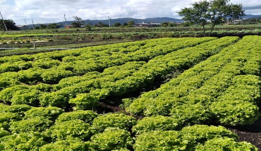 Crédito de até R$ 30 mil para agricultores