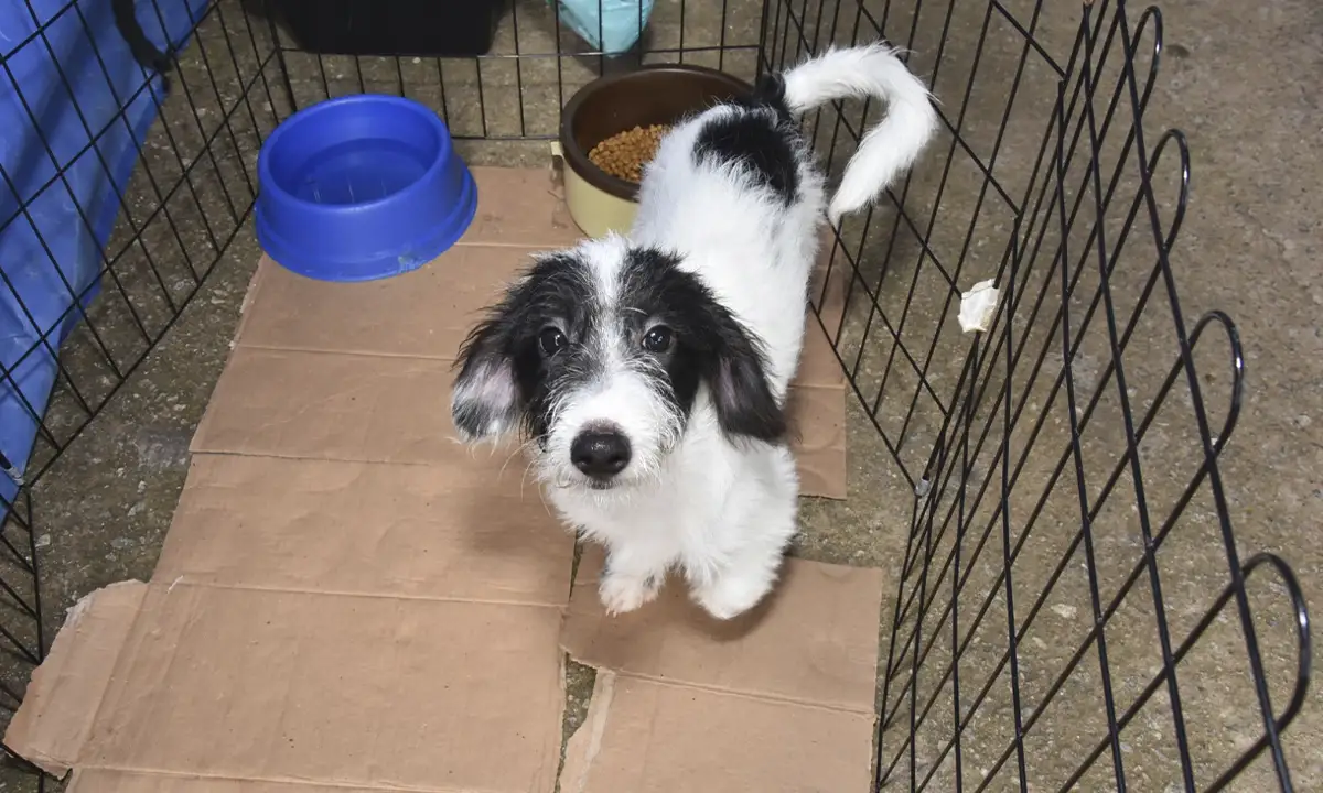 Santo André realiza feiras de adoção de animais