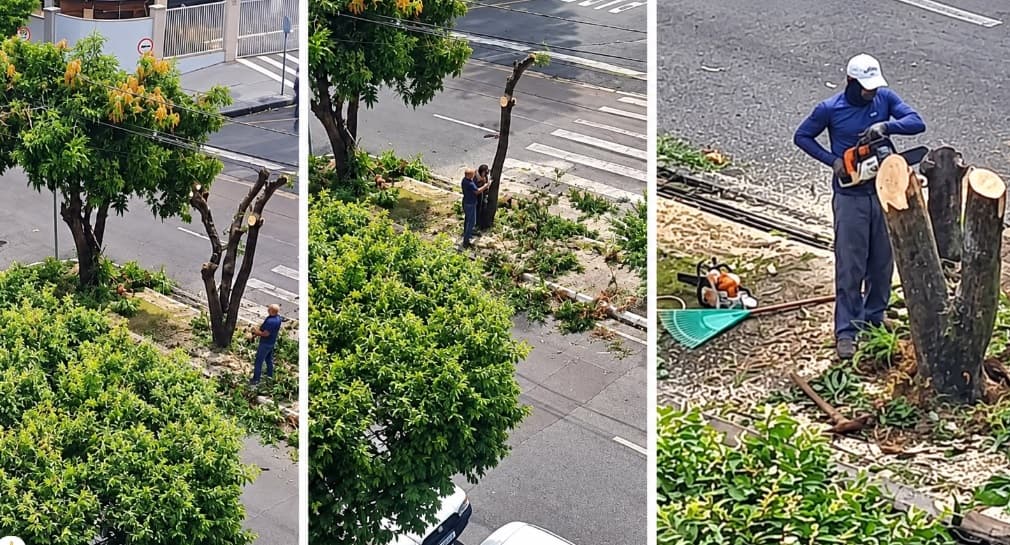 Prefeitura explica poda de árvores em Rio Preto